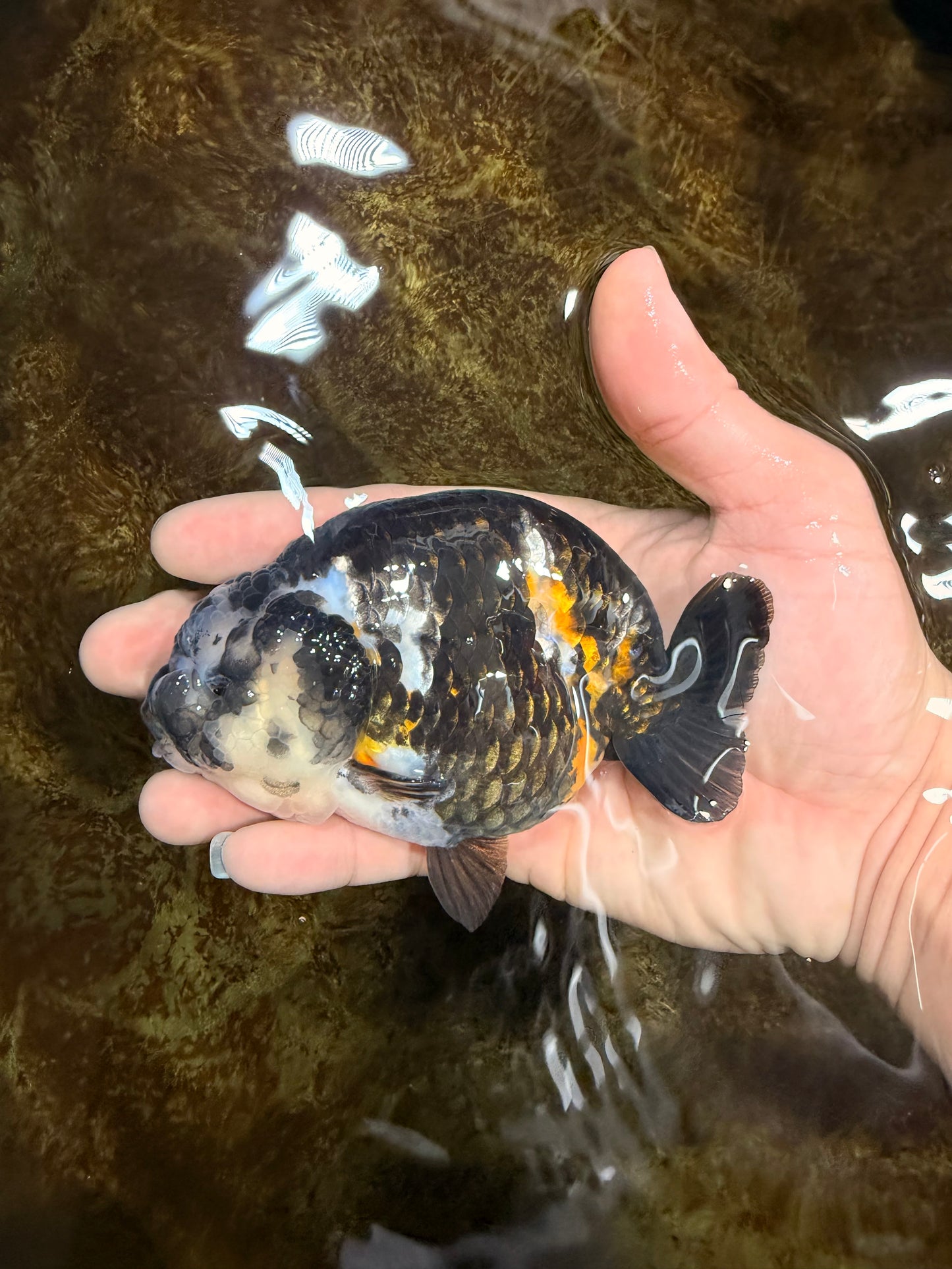 SPECIAL PANDA A Grade Ink Chinese Ranchu Male 4.5 inches #120525RC_05
