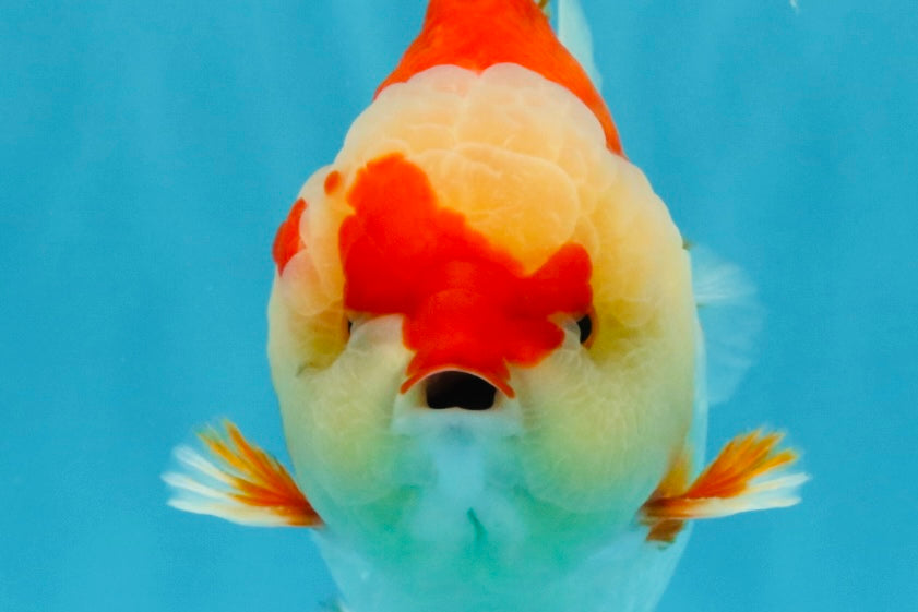 CHUBBY AAA Grade Red White Yuanbao Male 6 inches #040326YB_01