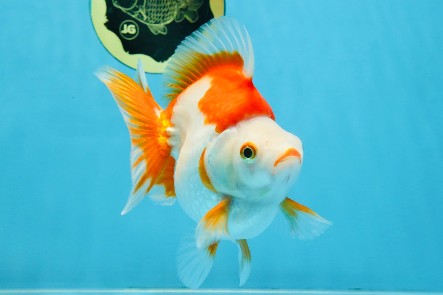 A Grade Red White Ryukin Female 5-5.5 inches #111425RK_07