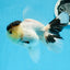 AAA Grade Panda Black Tancho Oranda Male 5 inches #0913OR_11