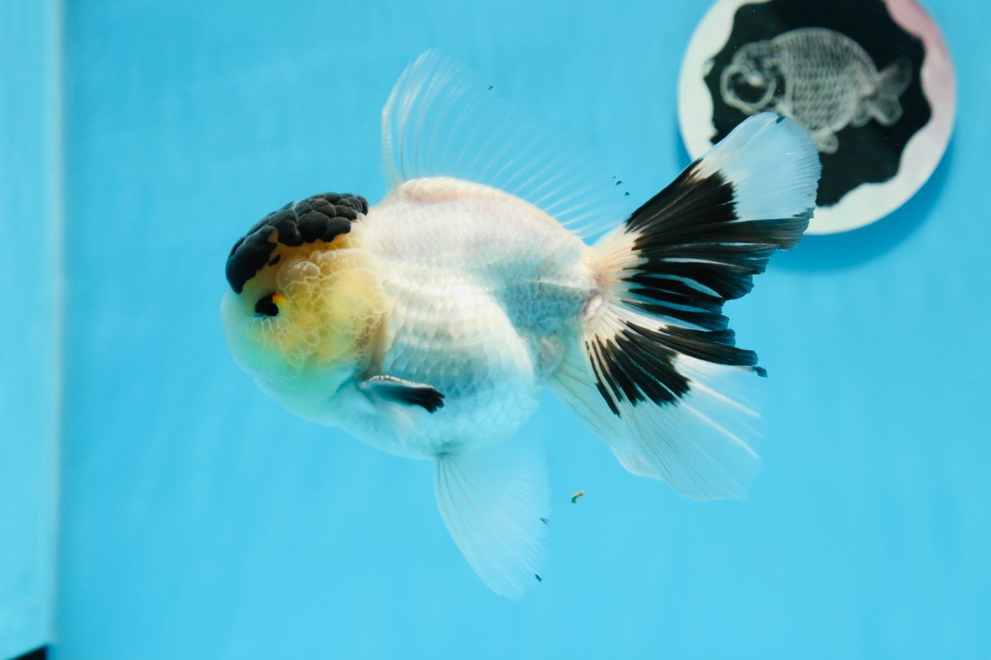 AAA Grade Panda Black Tancho Oranda Male 5 inches #0913OR_11