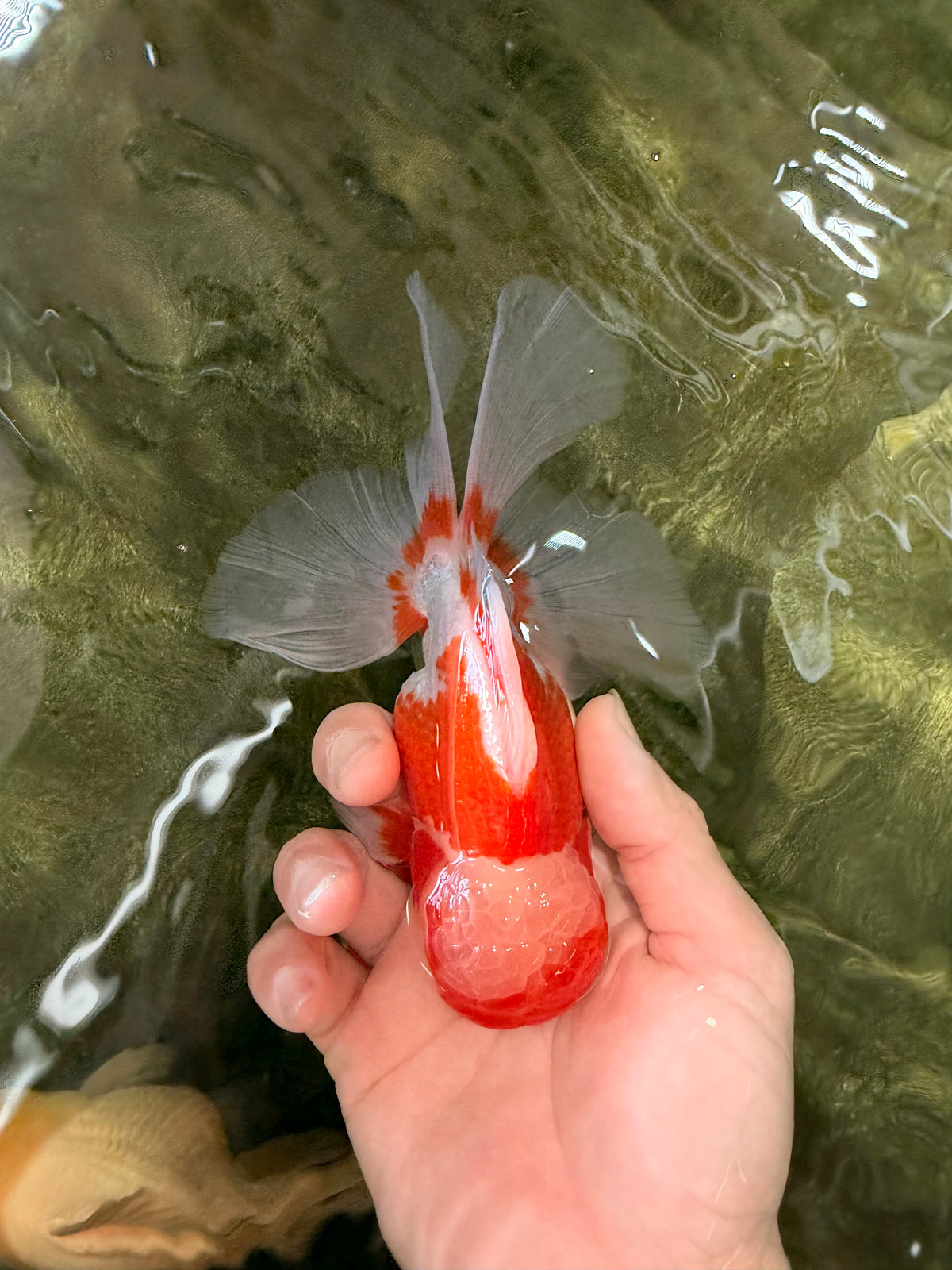 A Grade  Red White Oranda Male 5.5 inches #100926OR_15