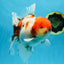 AAA Grade Young Godzilla Sakura Oranda Male 6 inches #080825OR_21