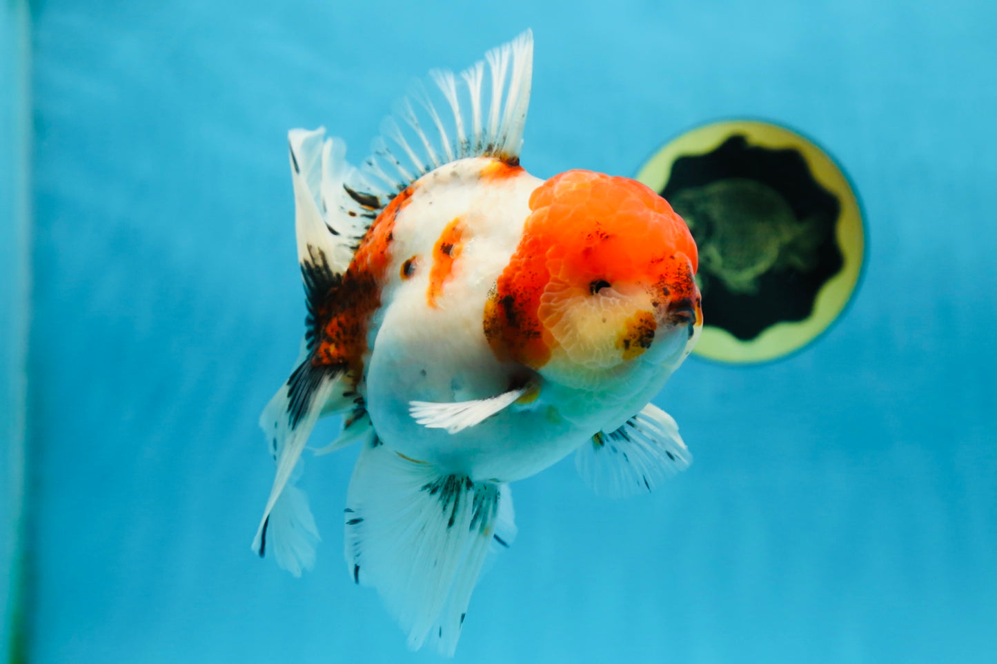 AAA Grade Young Godzilla Sakura Oranda Male 6 inches #080825OR_21