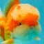 FLUFFY AAA Grade Red White Oranda Male 6.5 inches #082126OR_01