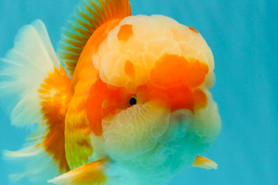 FLUFFY AAA Grade Red White Oranda Male 6.5 inches #082126OR_01