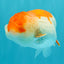 CHUBBY A Grade Red White LionQueen 4.5-5 inches #050126LC_23