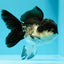 🐼 Panda Oranda Femelle 4,5-5 pouces #0517OR_04