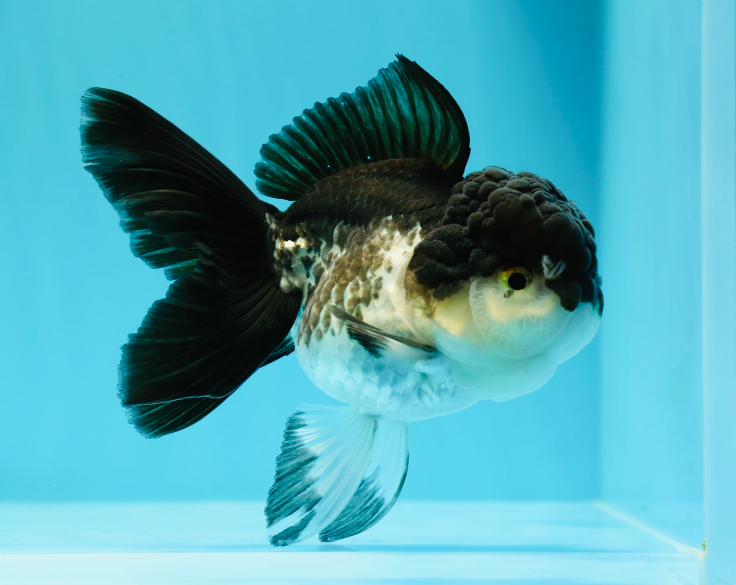 🐼 Panda Oranda Female 4.5-5 inches #0517OR_04