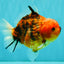 A Grade Tiger Yuanbao Male 5-5.5 inches #080726YB_25