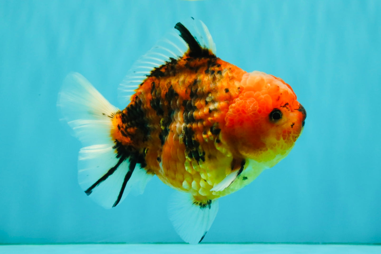 A Grade Tiger Yuanbao Male 5-5.5 inches #080726YB_25