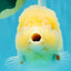BEAUTY A Grade Red White Oranda Female 5.5 inches #040326OR_06