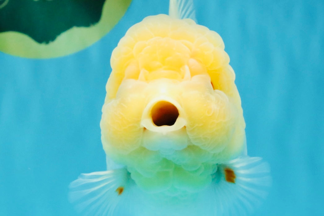 BEAUTY A Grade Red White Oranda Female 5.5 inches #040326OR_06