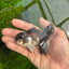 Panda Oranda Male 3-3.5 inches #1004OR_30