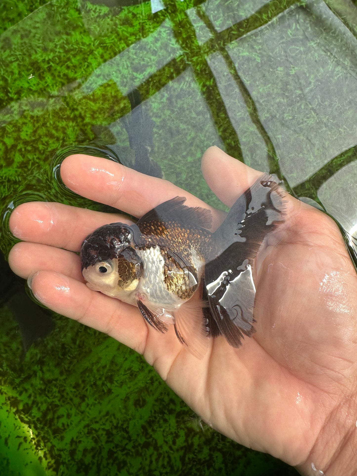 Panda Oranda Male 3-3.5 inches #1004OR_30