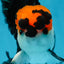 Tricolor Oranda Male 4.5-5 inches #053025OR_23