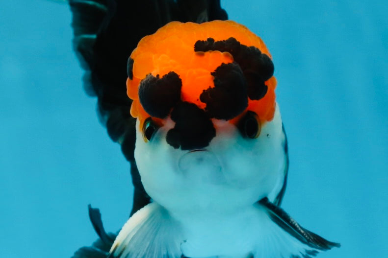 Tricolor Oranda Male 4.5-5 inches #053025OR_23