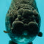 JAMES BOND AAA Grade Black Ranchu Female 6 inches #100926RC_34
