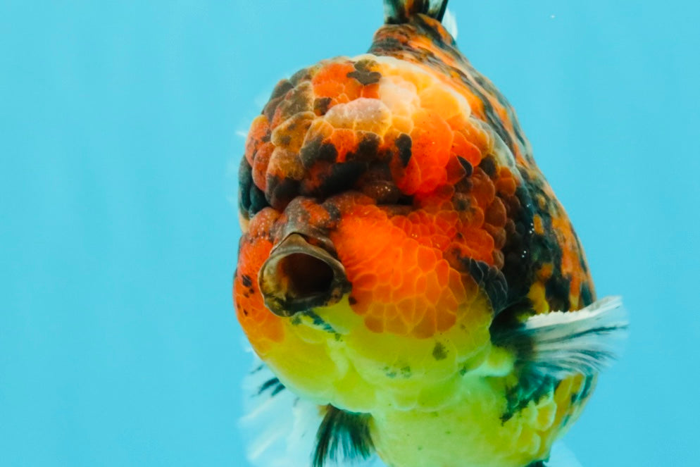 AAA Grade Godzilla Tiger Yuanbao Male 5.5-6 inches #031326YB_19