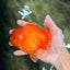 CHUBBY A Grade Red White Oranda Male 5-5.5 inches #040326OR_19
