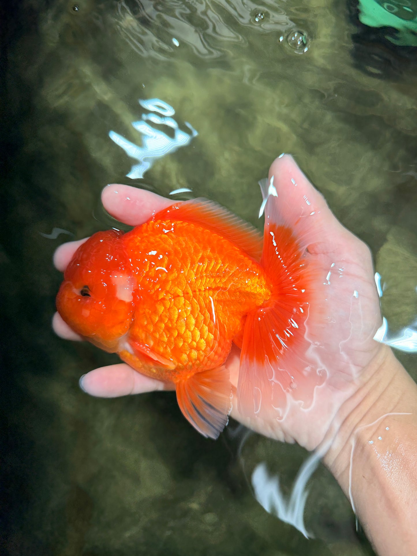 CHUBBY A Grade Red White Oranda Male 5-5.5 inches #040326OR_19