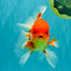 A Grade Red White Oranda Male 5.5 inches #080726OR_08