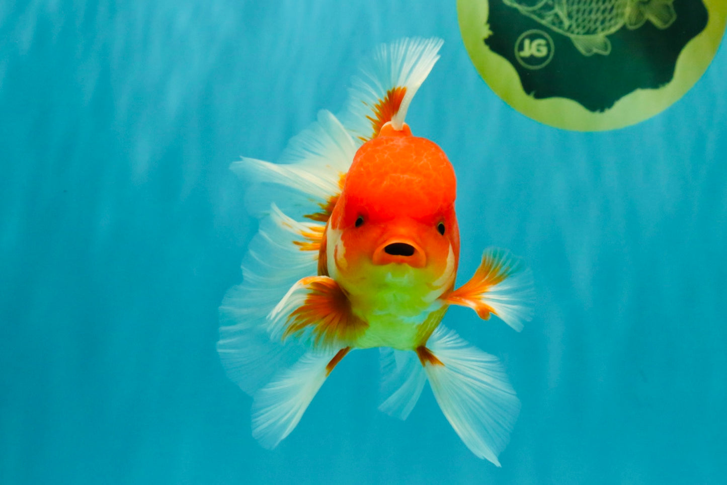 A Grade Red White Oranda Male 5.5 inches #080726OR_08