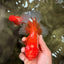 AAA Grade Red White Oranda Male 5.5 inches #080726OR_10