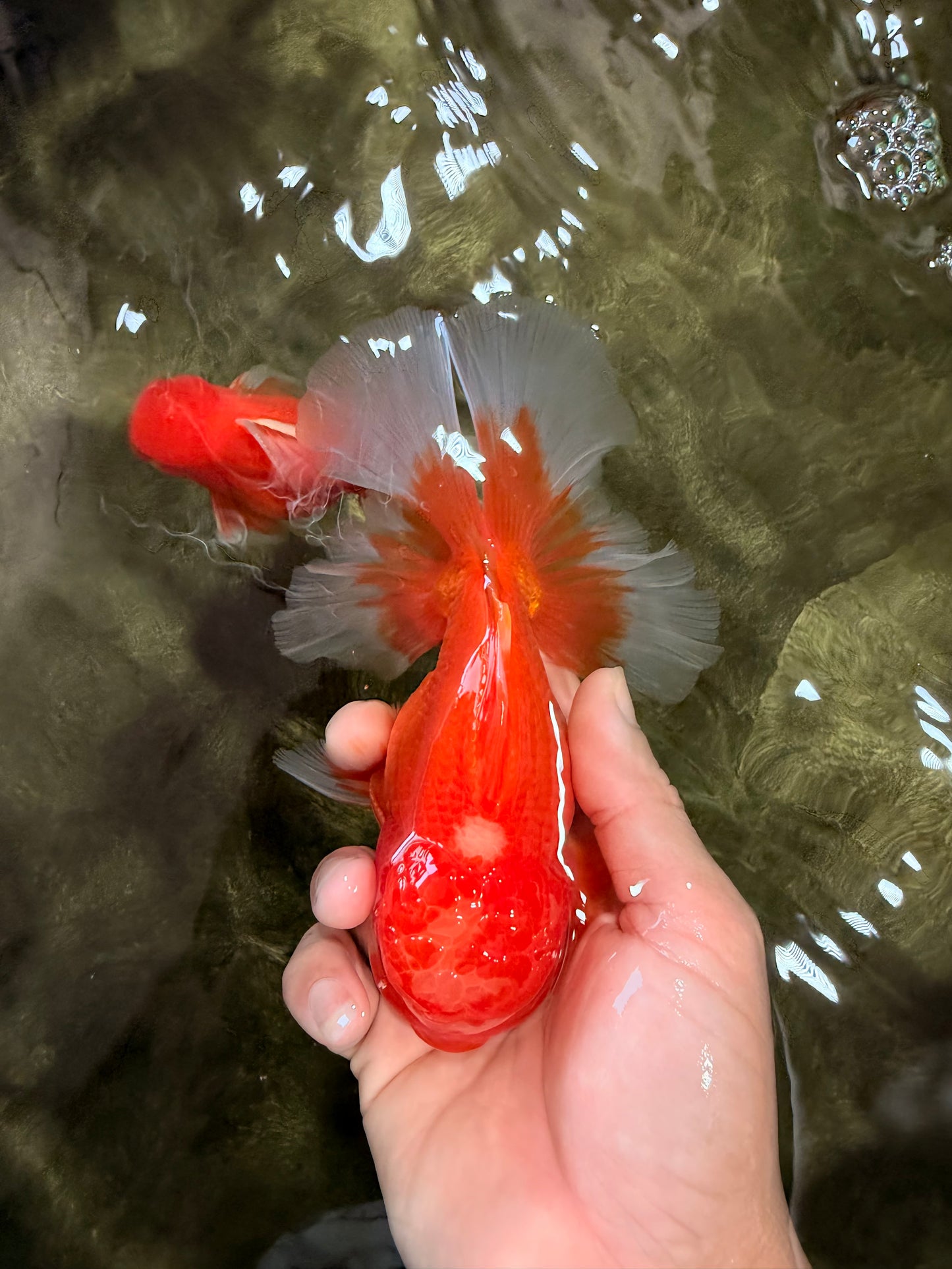 AAA Grade Red White Oranda Male 5.5 inches #080726OR_10