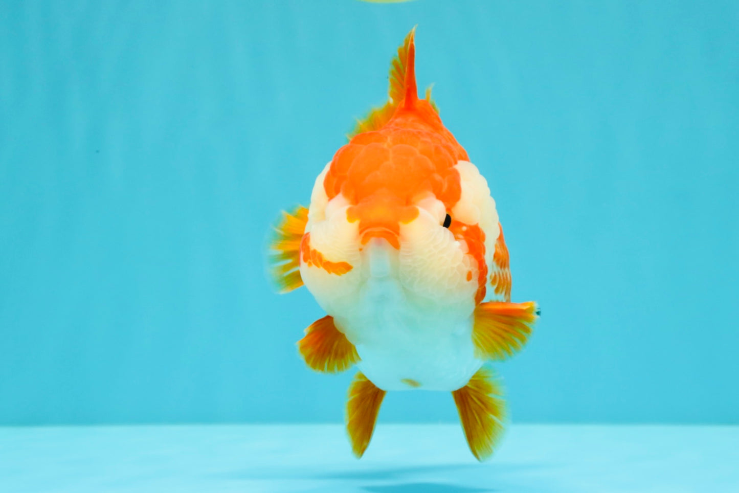 CHONKY AAA Grade Red White Yuanbao Female 6-6.5 inches #032026YB_25