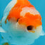 Special Kohaku Ranchu Male 4.5 inches #122724LC_09