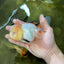A Grade Tricolor Oranda Female 5 inches #050225OR_01
