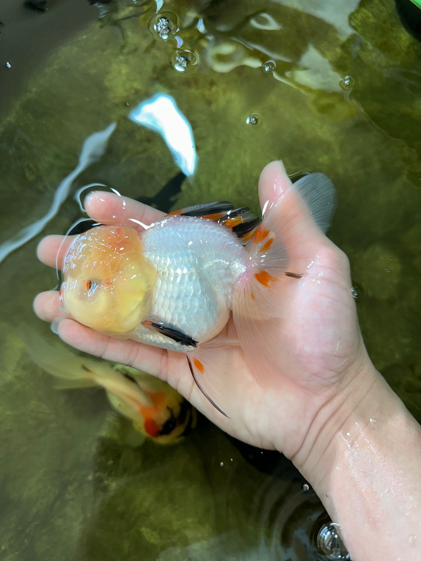 A Grade Tricolor Oranda Female 5 inches #050225OR_01