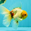 A Grade Marble Oranda Male 6.5 inches #080726OR_21