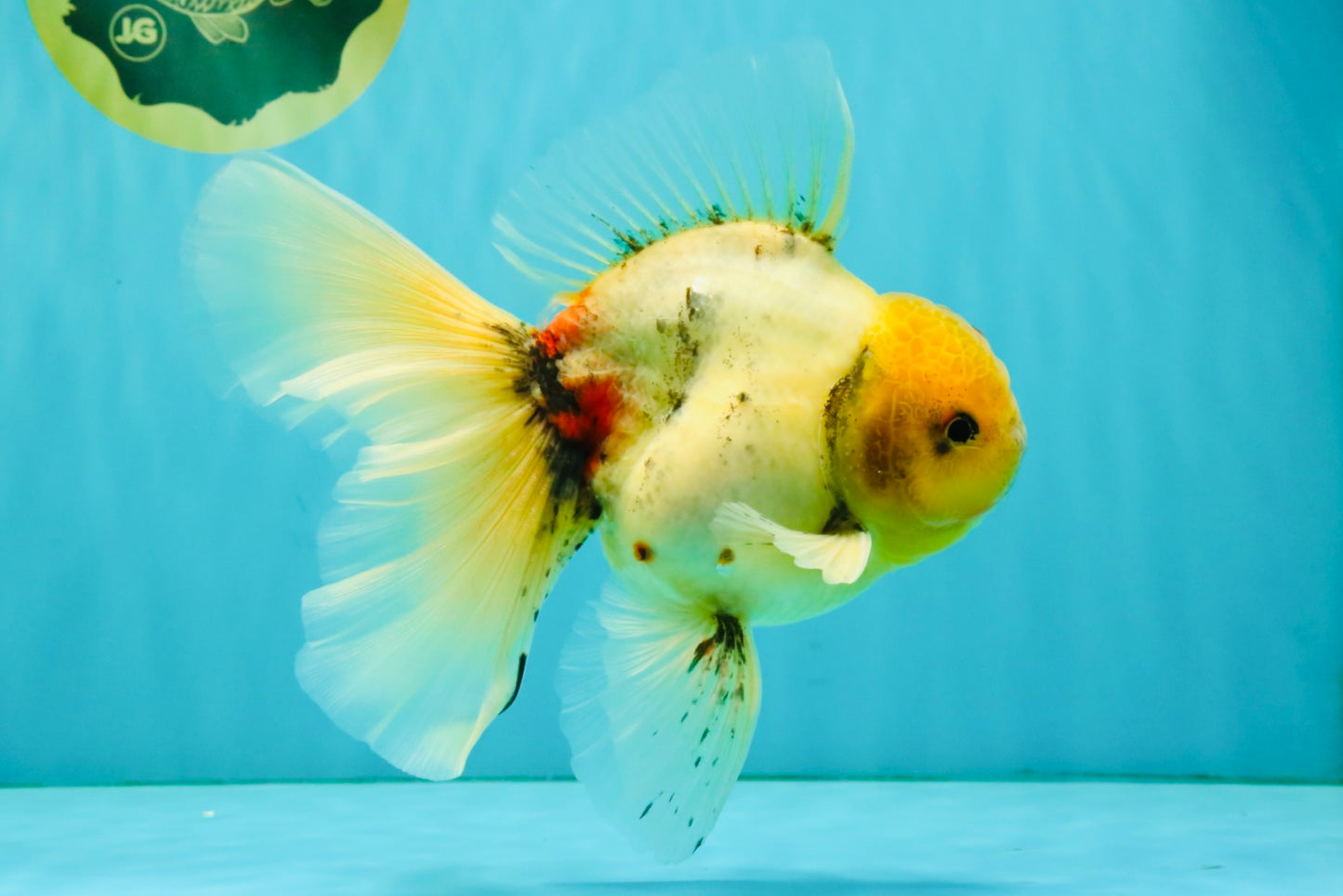 A Grade Marble Oranda Male 6.5 inches #080726OR_21