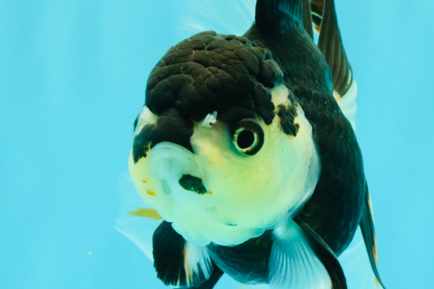 A Grade Tricolor Oranda Female 5.5 inches #081526OR_27