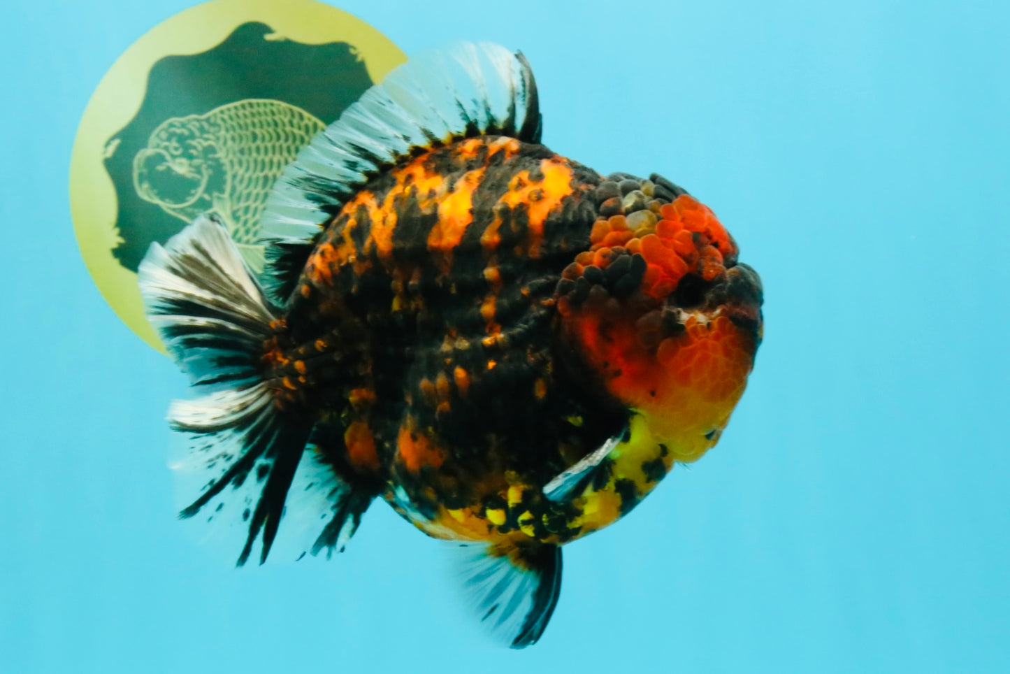 AAA Grade Godzilla Tiger Yuanbao Male 5.5-6 inches #032026YB_21