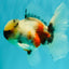 A Grade Marble Oranda Male 5.5-6 inches #082826OR_08