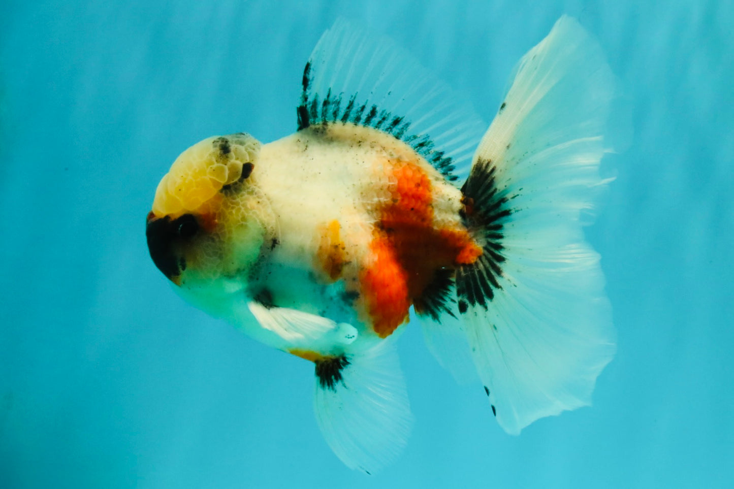 A Grade Marble Oranda Male 5.5-6 inches #082826OR_08