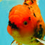 CHARLIE A Grade Tiger Oranda Male 7 inches #100926OR_10
