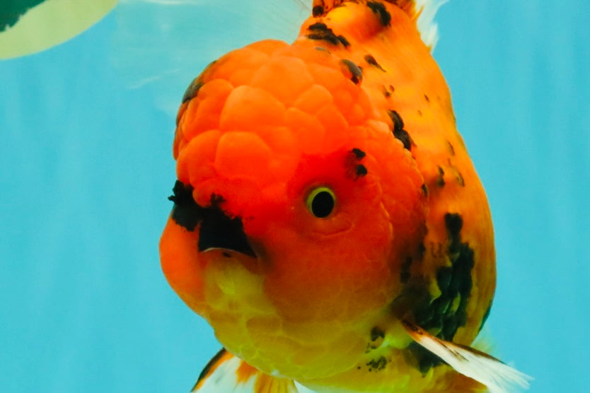 CHARLIE A Grade Tiger Oranda Male 7 inches #100926OR_10