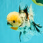 CHONKY AAA Grade Marble Oranda Male 5.5-6 inches #071726OR_28