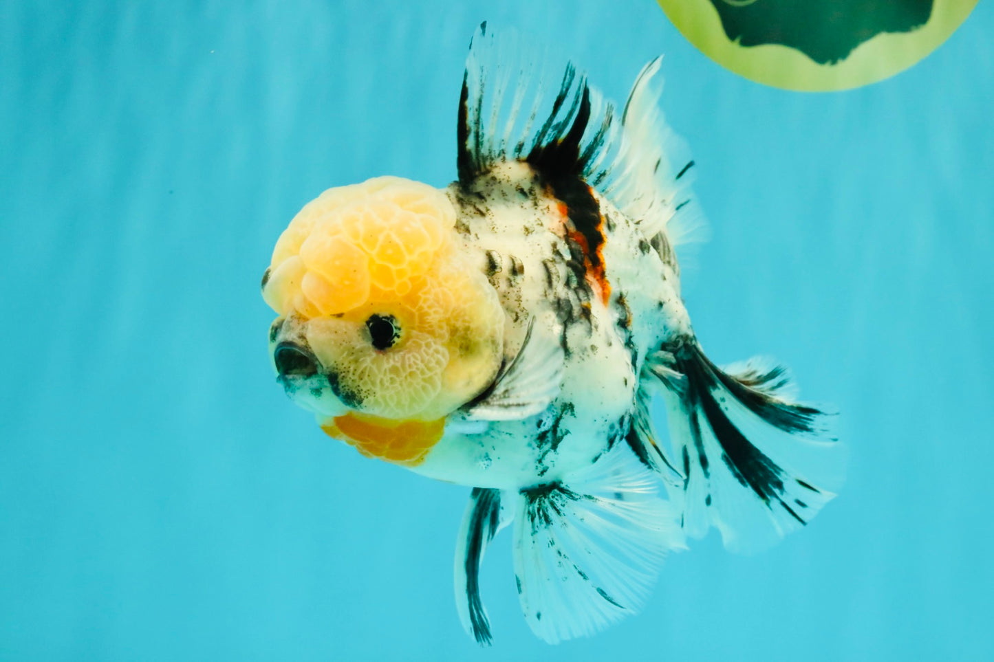 CHONKY AAA Grade Marble Oranda Male 5.5-6 inches #071726OR_28