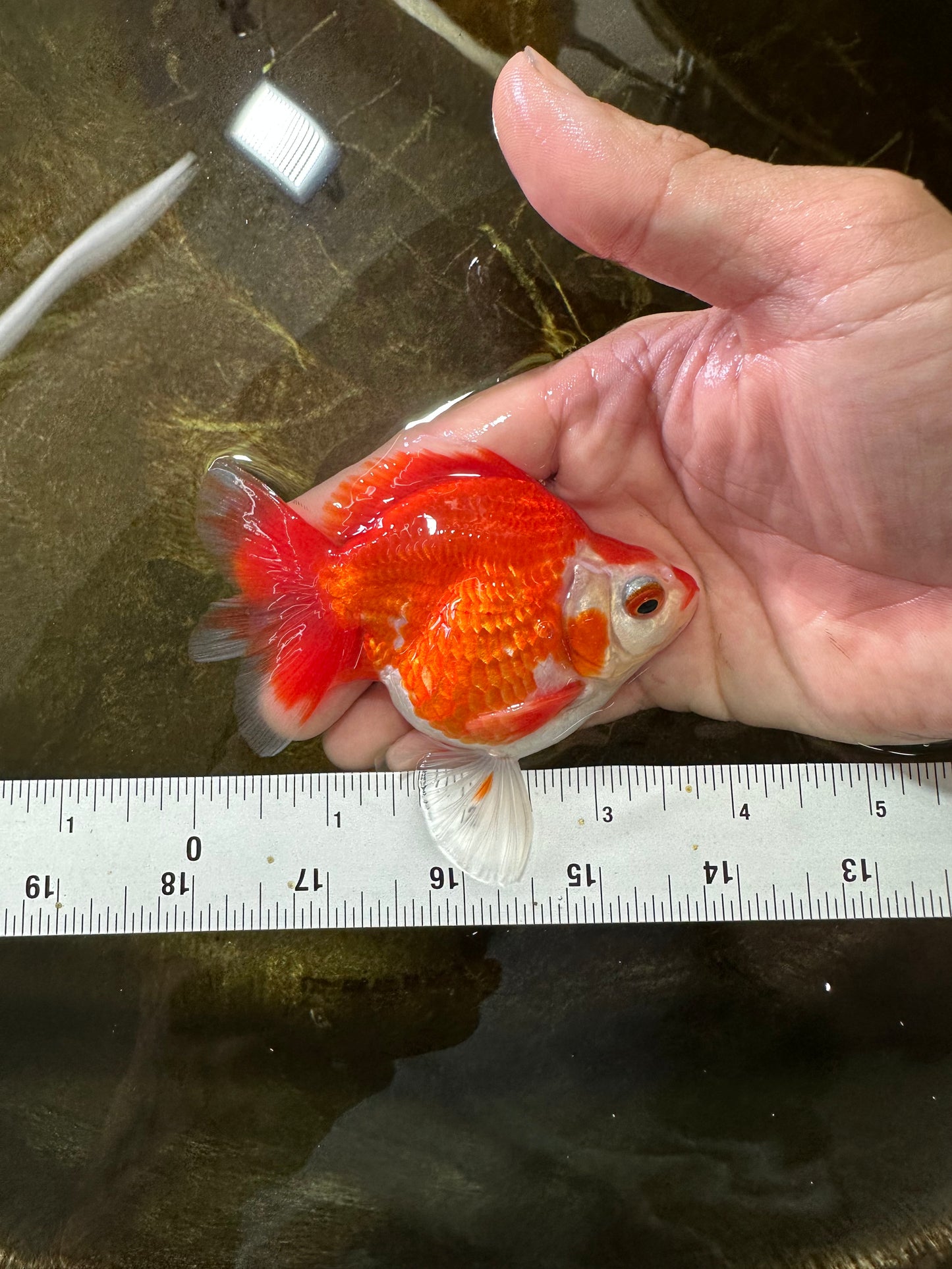 POCKET AAA Grade Small Red White Ryukin Female 3.5-4 inches #082225RK_26