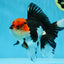 AAA Grade Mustache Tricolor Oranda Male 5.5 inches #020725OR_33