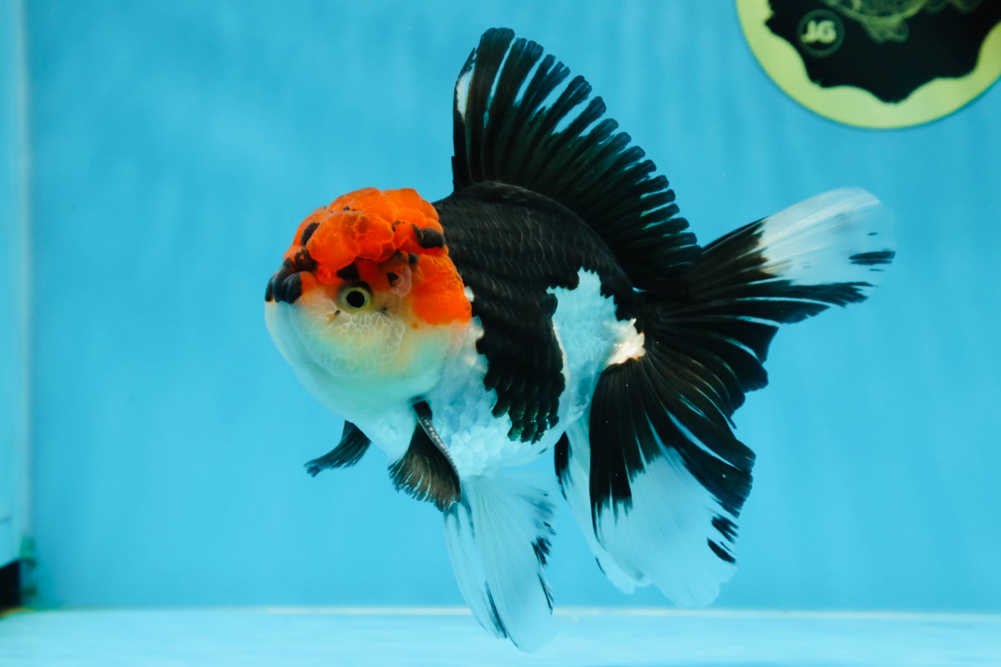 AAA Grade Mustache Tricolor Oranda Male 5.5 inches #020725OR_33