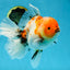 A Grade Flowy Sakura Oranda Female 6 inches #062025OR_22