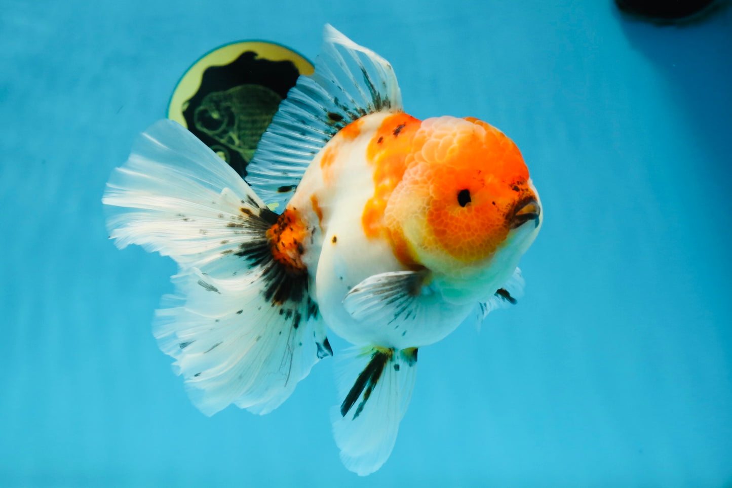 A Grade Flowy Sakura Oranda Female 6 inches #062025OR_22