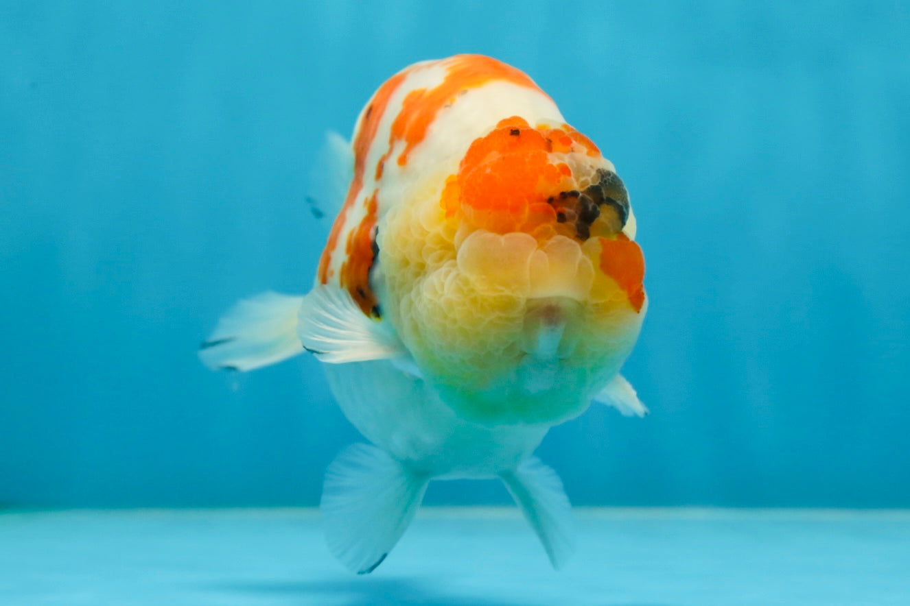 A Grade SPECIAL Kohaku Sakura LionKing 5 inches #051625LC_10