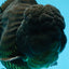 AAA Grade VERY SPECIAL Godzilla Black Oranda Male 5-5.5 inches #051625OR_18